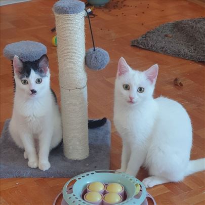 Poklanjamo umiljate mačiće i mačke, vakcinisane