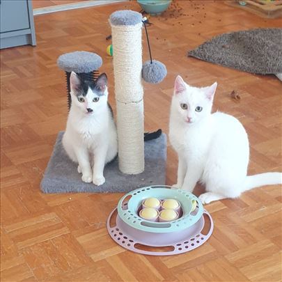 Poklanjamo umiljate mačiće i mačke, vakcinisane