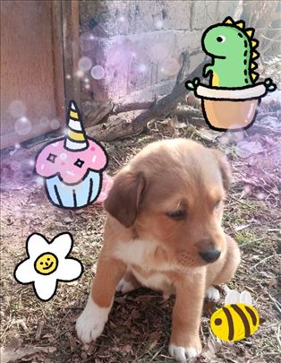 Predivni štenci traze svoje domove