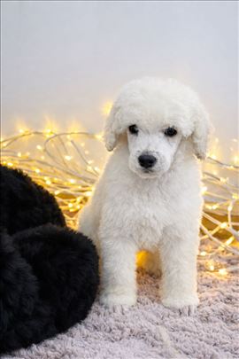 Pudla / Standard pudla / Velika pudla 