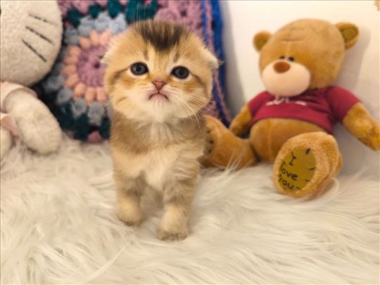 Škotski fold, mače