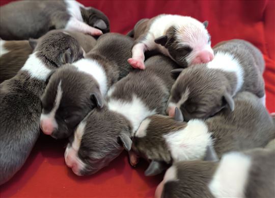 Američki stafordski terijer, štene