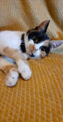 Ljubica, preumiljato, divno mace trazi dom