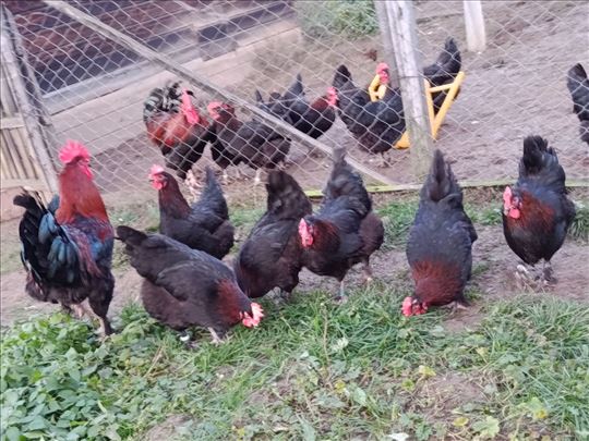 Marans jaja za nasad (inkubator)