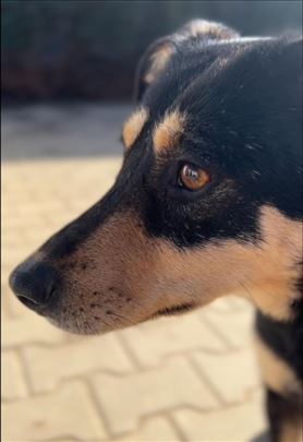 Lepa Kaća traži dom