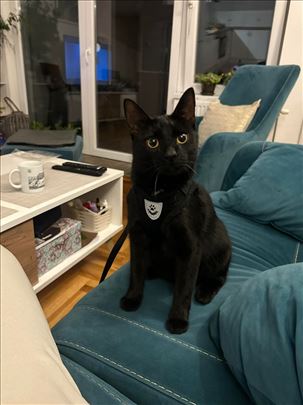 Mešanac, mlada mačka