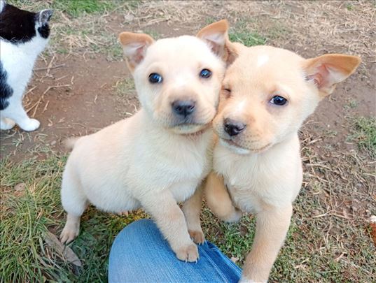 Mešanac, štene, Valjevo