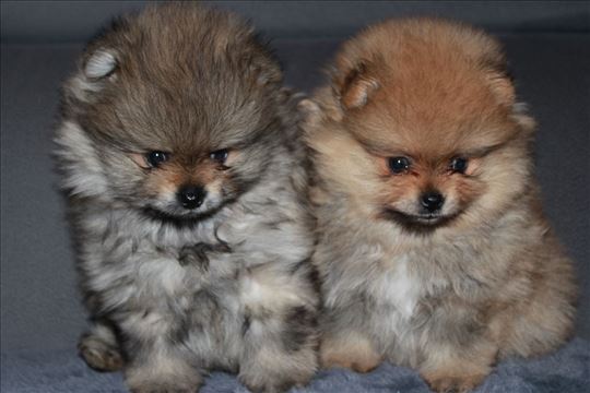 Pomeranac , štene, boo tip