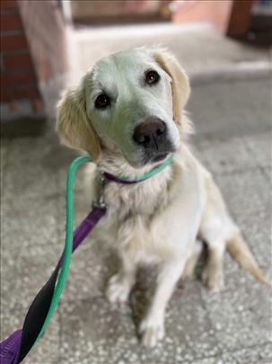 Retriver kovrdžave dlake, mlad pas