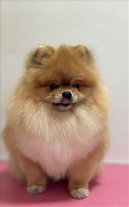 Šisanje i nega pasa Kragujevac