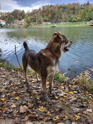 Srednjeazijski ovčar, odrastao pas