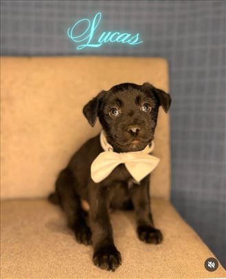 Hitno udomljavanje – 4 muška šteneta