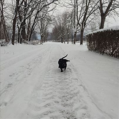 Jazavičar, mlad pas