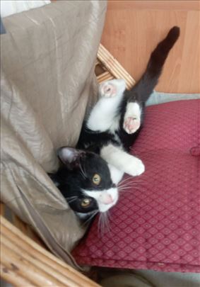 LJUBAV NA DAR  Lola♡