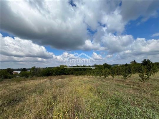 Smederevo - Udovički prokop - 12,32ara ID#24570