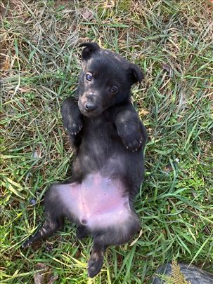 Tražimo dom za prelepe, napuštene štence