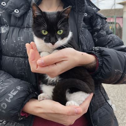 Mačence traži topao dom