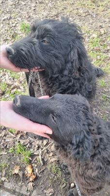 Mešanac, pulin, mlad pas, 2 muzjaka i jedna zenka