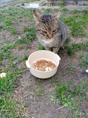 Poklanja se umiljat,pitom,mlad mačak,velika maza