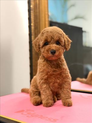 Pudla patuljasta, štene