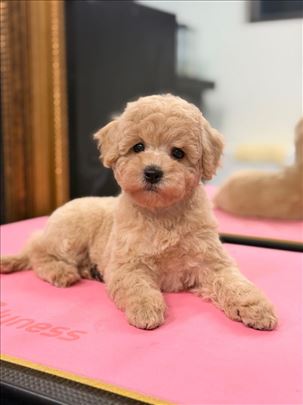 Pudla, štene žensko