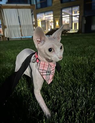 Sfinks mačići na prodaju