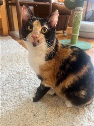 Udomljavaju se Mimi i Mališa iz Beograda