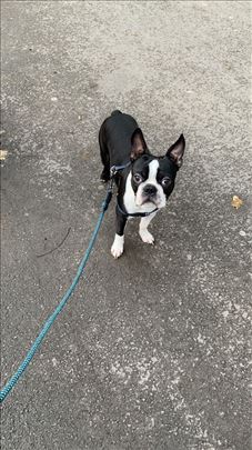 Bostonski terijer, odrastao pas