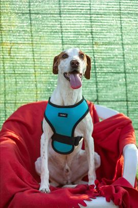 Istarski kratkodlaki gonič, odrastao pas