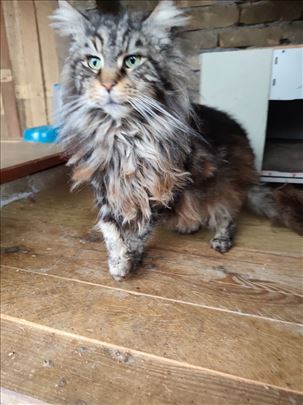 Maine Coon, odrasla mačka za parenje