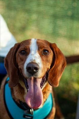 Mešanac, odrastao pas