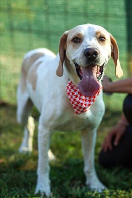 Mešanac, odrastao pas