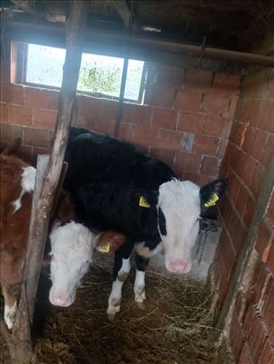  Na prodaju zensko tele tezine oko 250kg