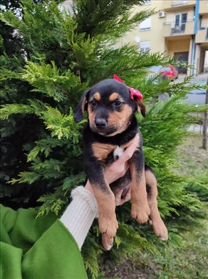 Umiljati, divni štenci traze svoje domove