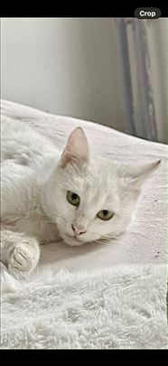 Aspen spašeno mače iz Beograda