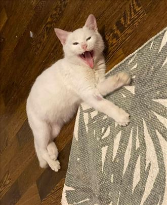 Aspen spašeno mače iz Beograda 