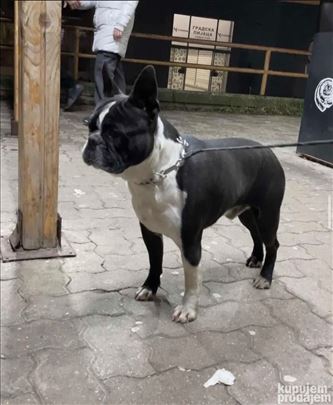 Bostonski terijer, parenje 