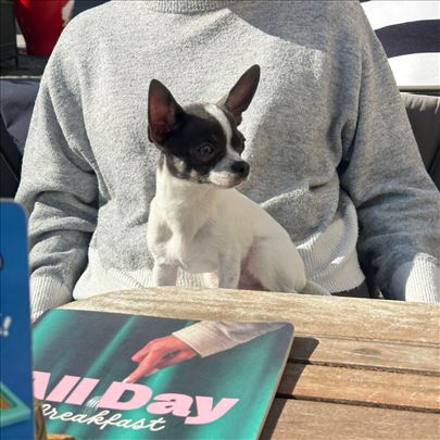 Čivava, mlad mužjak za parenje