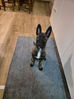 Dobrodošli u porodicu šampiona! Malinoa Štenci 