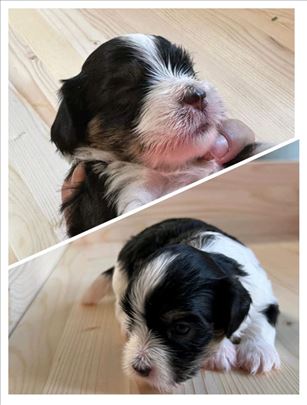 Havanski bišon, štene