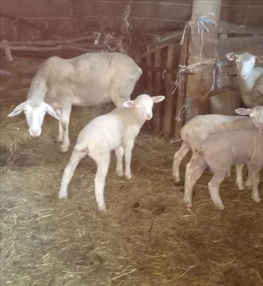 Jagnjad ženska il de frans