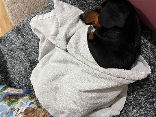 Jazavičar, mlad pas