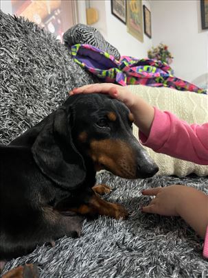 Jazavičar, mlad pas