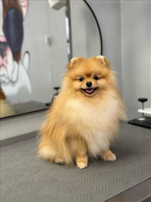 Pomeranski špic, mlad pas