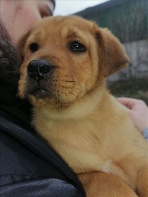 6 preumiljatih štenaca hitno traze domove