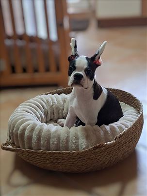 Bostonski terijer, muško štene