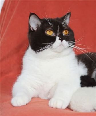 Britanska kratkodlaka, mlada mačka