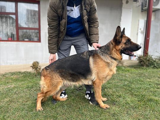 Nemački ovčar, ženka