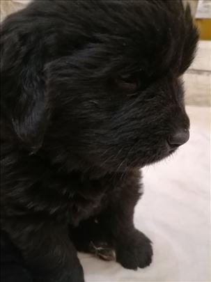 Njufaundlender, dva šteneta