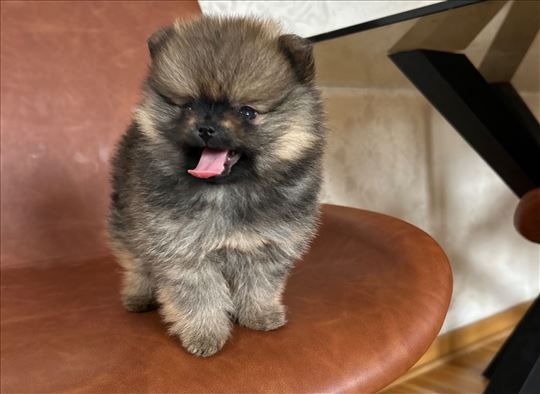 Pomeranac- devojcica